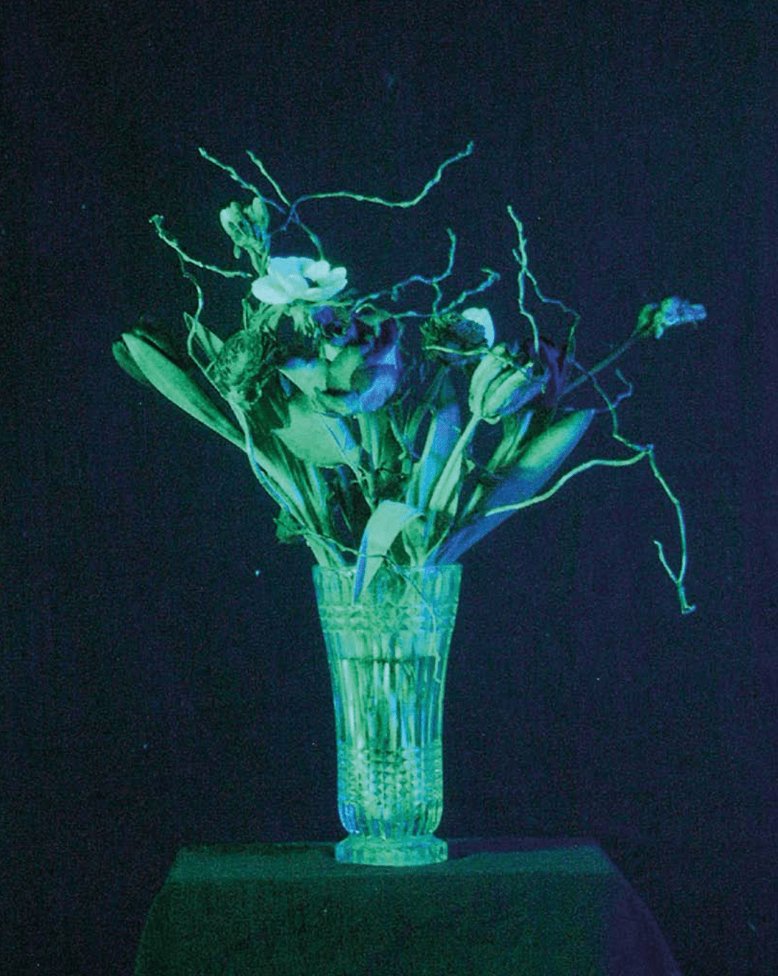 Jan Poppenhagen, Flowers of New America-min Jan Poppenhagen, Flowers of New America